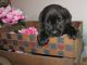 Labrador Retriever Puppies for sale in Washington Court House, OH 43160, USA. price: $400