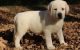 Labrador Retriever Puppies for sale in Brooklyn, NY, USA. price: $500
