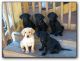 Labrador Retriever Puppies for sale in Pavoorchatram, Tamil Nadu 627808, India. price: 4000 INR