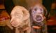 Labrador Retriever Puppies for sale in Garden City, MI 48135, USA. price: $800