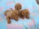 Labrador Retriever Puppies for sale in Deford, MI 48729, USA. price: NA