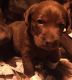 Labrador Retriever Puppies for sale in Gardner, MA, USA. price: $890