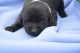 Labrador Retriever Puppies for sale in Haw River, NC 27258, USA. price: $800
