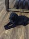 Labrador Retriever Puppies for sale in Benson, NC 27504, USA. price: $800