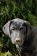 Labrador Retriever Puppies for sale in Corinth, KY 41010, USA. price: $450