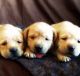 Labrador Retriever Puppies for sale in Hohenwald, TN 38462, USA. price: $750