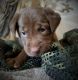 Labrador Retriever Puppies for sale in Sparta, WI 54656, USA. price: $600