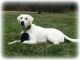 Labrador Retriever Puppies for sale in Evans, GA, USA. price: $1,000