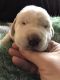 Labrador Retriever Puppies for sale in Mansfield, OH, USA. price: $700