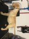 Labrador Retriever Puppies for sale in Katy, TX 77494, USA. price: $700