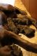 Labrador Retriever Puppies for sale in Cheboygan, MI 49721, USA. price: $850