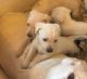 Labrador Retriever Puppies for sale in Leominster, MA 01453, USA. price: $890