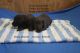 Labrador Retriever Puppies for sale in Zimmerman, MN 55398, USA. price: NA