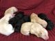 Labrador Retriever Puppies for sale in Marlette, MI 48453, USA. price: NA