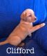 Labrador Retriever Puppies for sale in Ovid, MI 48866, USA. price: $800