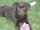 Labrador Retriever Puppies for sale in Seneca, IL, USA. price: NA