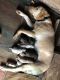 Labrador Retriever Puppies for sale in Liberty, NC 27298, USA. price: $600