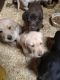 Labrador Retriever Puppies for sale in Amboy, MN 56010, USA. price: NA