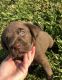 Labrador Retriever Puppies for sale in Schriever, LA 70395, USA. price: $650