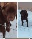 Labrador Retriever Puppies for sale in Reed City, MI 49677, USA. price: $750
