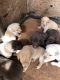 Labrador Retriever Puppies for sale in Liberty, NC 27298, USA. price: $500