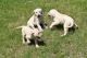 Labrador Retriever Puppies for sale in Ashburnham, MA, USA. price: $1,400