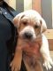 Labrador Retriever Puppies for sale in Dallas, OR 97338, USA. price: NA