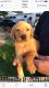 Labrador Retriever Puppies for sale in Columbia, IL 62236, USA. price: $1,000