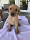 Labrador Retriever Puppies for sale in Columbia, IL 62236, USA. price: $1,000