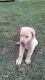 Labrador Retriever Puppies for sale in Oklahoma City, OK, USA. price: $450