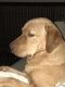 Labrador Retriever Puppies for sale in Taylor, MI 48180, USA. price: NA