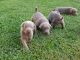 Labrador Retriever Puppies for sale in Vidor, TX 77662, USA. price: NA