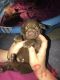 Labrador Retriever Puppies for sale in North Ridgeville, OH, USA. price: $600