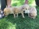 Labrador Retriever Puppies for sale in Ontario, OR 97914, USA. price: $800