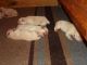 Labrador Retriever Puppies for sale in Polk City, FL 33868, USA. price: $850