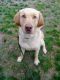 Labrador Retriever Puppies for sale in Whitehall, MI 49461, USA. price: NA