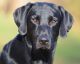 Labrador Retriever Puppies for sale in Richfield, UT 84701, USA. price: NA