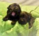 Labrador Retriever Puppies for sale in Owasso, OK, USA. price: NA