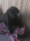 Labrador Retriever Puppies for sale in Hartland, MI 48353, USA. price: NA