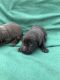 Labrador Retriever Puppies for sale in Haw River, NC 27258, USA. price: NA