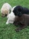 Labrador Retriever Puppies for sale in Hubbard, OH 44425, USA. price: $800