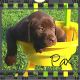 Labrador Retriever Puppies for sale in Millersburg, OH 44654, USA. price: NA