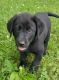 Labrador Retriever Puppies for sale in Morrison, TN 37357, USA. price: $500