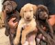 Labrador Retriever Puppies for sale in Riverside, CA, USA. price: NA
