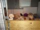 Labrador Retriever Puppies for sale in Polk City, FL 33868, USA. price: $850