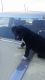 Labrador Retriever Puppies for sale in Pomona, CA, USA. price: NA