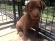 Labrador Retriever Puppies for sale in Ferris, TX 75125, USA. price: NA