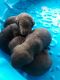 Labrador Retriever Puppies for sale in Taylorsville, NC 28681, USA. price: NA