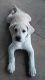 Labrador Retriever Puppies for sale in Norco, CA 92860, USA. price: NA