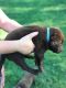 Labrador Retriever Puppies for sale in Metropolis, IL, USA. price: $550